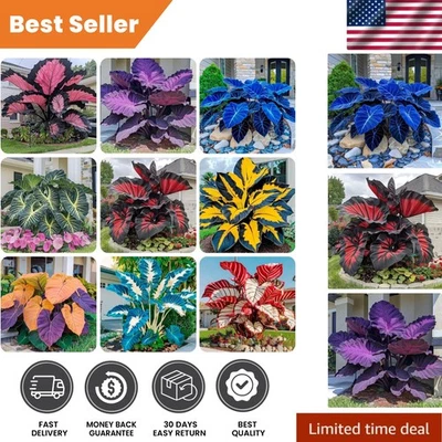 200+ Semillas Semillas Flor Hosta Perenne Semilla para Plantar Bellezas Jardín Exterior Foto 1 de 4