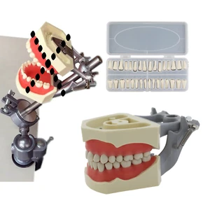 Columbia Dentoform 860 Dental Typodont Model Mounting Pole 32pcs Removable Teeth - Picture 1 of 159