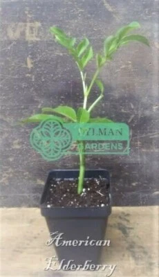 Planta de saúco americano - Sambucus canadensis - Planta viva de 2 a 4 pulgadas Foto 1 de 4