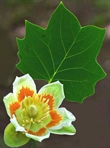 25 Tulip Poplar Seeds for Planting Fast Growing Tree with Tulip Shaped Flowers - Image 1 of 4