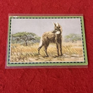 Tarjeta comercial de 1930 Chlorodont "Mamíferos de América del Sur y Centroamérica" MANED WOLF #10E - Imagen 1 de 3