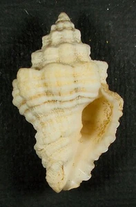 VASUM CAPITELLUM 53.76mm BEAUTIFUL SPECIMEN White Is., off Carriacou Is, Grenada - Picture 1 of 2