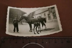 tolles altes Foto - Pferde Stute mit Fohlen -  30-40er Jahre - Bild 1 von 1