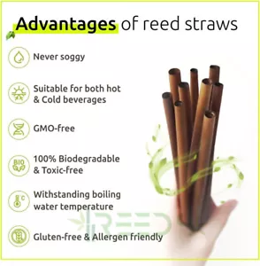 Reed Drinking Straws Ecological Biodegradable 100% Plant-based Brown 200ct/Box - Picture 1 of 6