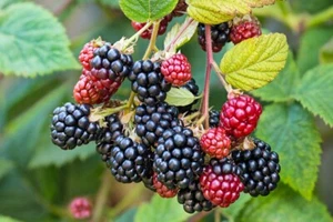1 Southern Wild Blackberry Bush Live Starter Plants Bare Root Fruit Berries - Picture 1 of 2
