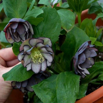 Hellebore Black Tie: Gal size, established root system,  shipped w/foliage - Image 1 of 4