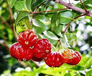 Surinam Cherry Trees 2ft Bushes 3gl Pot. Get Fruit Soon. - Picture 1 of 4