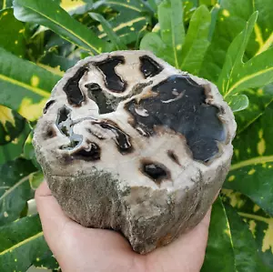 1265 gr ERSTAUNLICHE lLOGS VERSTEINERTE HOLZSCHEIBE SPIEGELPOLIERT AUS INDONESIEN - Bild 1 von 16