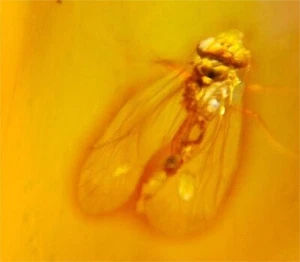 MA199 Ámbar fósil con MOSCA de 99 millones años Cretácico Fósiles - Picture 1 of 13