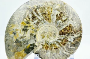 WHOLE Ammonite Great Suture Pattern 110myo Dinosaur 198mm Fossil 7.8" e2969xx - Picture 1 of 9