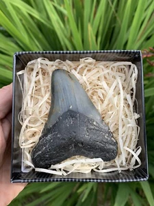 Hermoso diente de tiburón megalodón de 3,5"" S. Carolina EE. UU. - Imagen 1 de 10