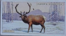 Single: No.48 WAPITI - NATURAL HISTORY John Player & Sons 1924