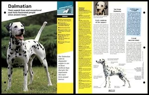 Dalmatian - Breed - Dogs Of The World Atlas Fact File Card - Picture 1 of 1