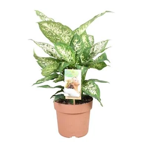 Dieffenbachia Compacta - Pflegeleichte Zimmerpflanze im Ø17cm Topf für halbschat - Bild 1 von 4