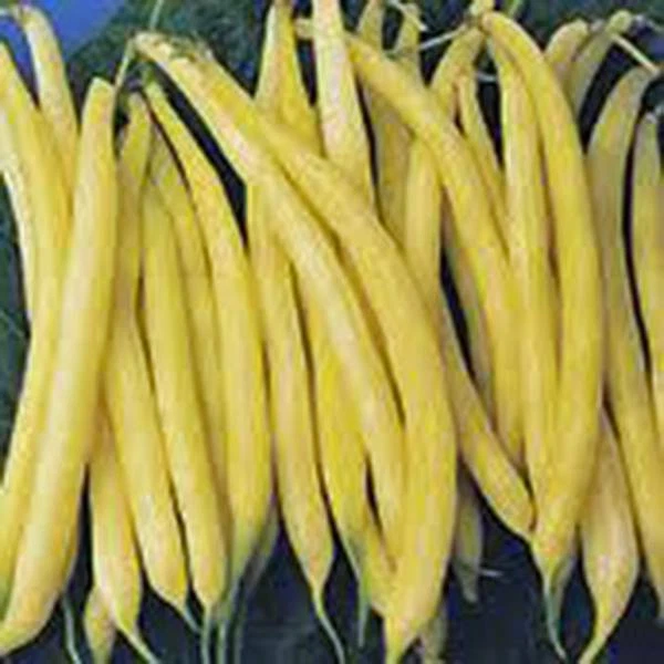 Golden Wax Bean, Bush Bean, NON Gmo, 20+ Seeds, Great Tasting and Healthy - Image 1 of 1