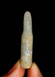 04, AMAZING AMMONITE!! BAMBOO FINGER AGATE POLISHED, FROM JAVA, INDONESIA, 42MM - Picture 1 of 5