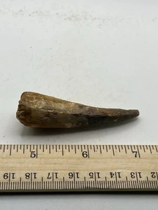 Spinosaurus 2.5” TOOTH Teeth Dinosaur Fossil before T Rex Cretaceous CS 716 - Picture 1 of 5