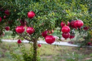 1x 7cm Pot “Wonderful” Pomegranate Rich Red Tart & Juicy Fresh Layer Plant - Picture 1 of 4