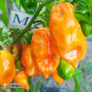 Habanero Numero Diez,10 semillas,Capsicum chinense (145) - Picture 1 of 1