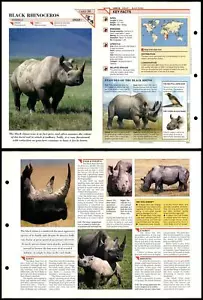 Black Rhinoceros #98 Mammals Wildlife Fact File Fold-Out Card - Picture 1 of 1