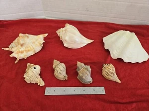Large Natural Seashells - Nautical, Beach, Seaside Decoration FREE SHIPPING - Picture 1 of 14