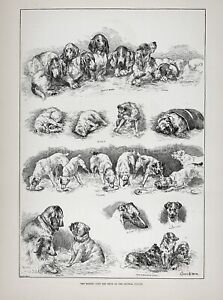 Dog Kennel Club Show, Basset Pug Collie, Large 1880s Antique Print by Louis Wain