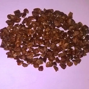 Italian Cypress, Cupressus sempervirens, Totem Pole, Pencil Pine Tree Seeds - Picture 1 of 2