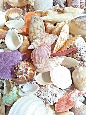 Mixed Sea Shells 450g Large Aquarium Craft Beach Indian Table Wedding Decoration