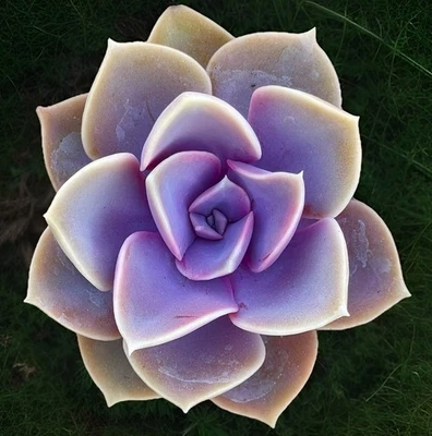 Rare Succulent Echeveria Perle von Nurnberg Rooted Purple Live Plant 3-Inch Gift - Image 1 of 4