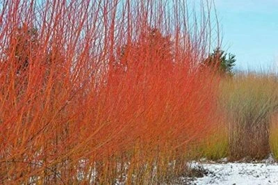 2 Flame Willow Trees Vibrant Orange and Red Colored Bark - Image 1 of 4