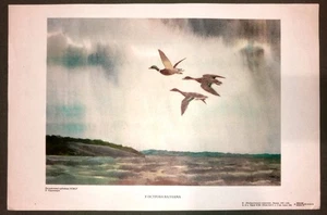 Artist Petr Karachentsov. Soviet poster. 1978. Ducks. Drake. Mallards. Near the - Picture 1 of 4