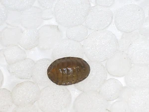 LEPIDOCHITONA CINEREA SPECIAL COLOUR - Imagen 1 de 3