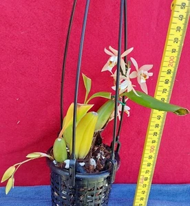 ORCHID COELOGYNE FLACCIDA # 2 - ORCHID - HAS NO FLOWER SPIKE - SENT WITH HANGER - Picture 1 of 3