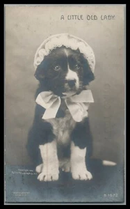 WELPE HUND IN MÜTZE FLIEGE ANTHROPOMORPHER KOLLOTYP ROTOGRAPH POSTKARTE C. 1906 - Bild 1 von 2