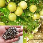 Fresh Organic Yellow Passion Fruit Parchita Maracuya Quality Ceylon 100 Seeds