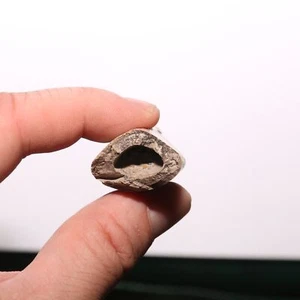 Osso di rapace cavo AUTENTICO dinosauro fossile formazione Hell Creek - Cretaceo - Foto 1 di 9