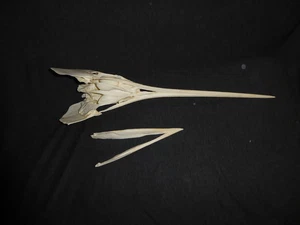 SWORDFISH SKULL  REPLICA - Picture 1 of 2