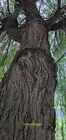 Photo 6x4 Weeping Willow Salix &#215; sepulcralis The trunk of the path-spanni c2021