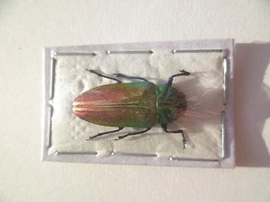 Belionota tricolor , INSECT, UNMOUNTED SIN MONTAR A1 - Picture 1 of 2