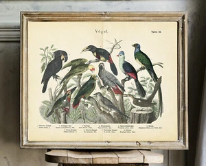 Birds Parrots Cockatoo, Grey Parrot Carolina Parrakeet  Toucan Hanselmann Print - Picture 1 of 4