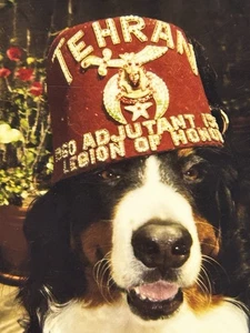 Sombrero de perro de montaña bernés Legión Americana Blasdell Nueva York foto de colección - Imagen 1 de 4