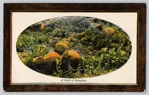 Postcard A Field of Pumpkins C.1908 Benham Co Los Angeles, Fall Autumn Theme - Picture 1 of 3