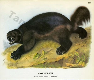 1968 John James & John Woodhouse Audubon WOLVERINE Linnaeus Book Page Art (1465) - Picture 1 of 1