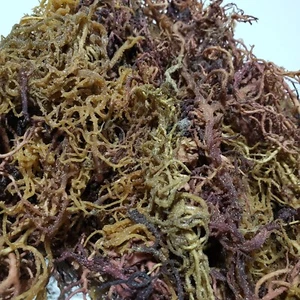 Organic Purple Mix Sea Moss I Wild Crafted Superfood I Raw Sun dried Seamoss - Picture 1 of 16