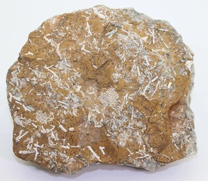 Kuckersit, Ordovizium, Maidla, Estland -i751 - Picture 1 of 5