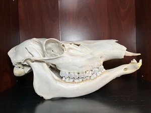 Echter kanadischer Kuh Elch Schädel Taxidermy 18 Zoll langes Knochenmontier - Bild 1 von 9