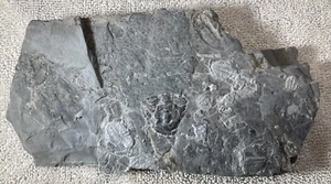 Cambrian Era Fossil Trilobite Mortality Shale Plate from the U-Dig Site in Utah - Picture 1 of 8