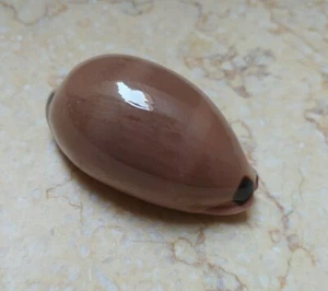 F Luria pulchra sinaiensis F++++ 63 mm rot meerrosa Mundschale super glänzend - Bild 1 von 12
