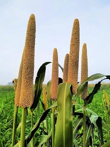 Pearl Millet Grass Seeds for Planting Pennisetum glaucum Ornamental Grass - Picture 1 of 3