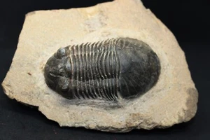 Poroscutellum Trilobite - Tafraoute, Marruecos - Imagen 1 de 3